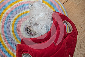 Havanese lies covered on the pillow