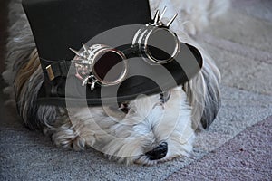 Havanese lurking out under a dracula hat