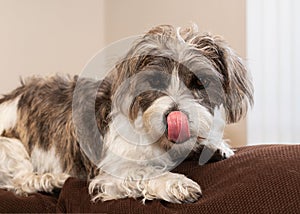 Havanese Mix Breed Dog Shows her Tongue