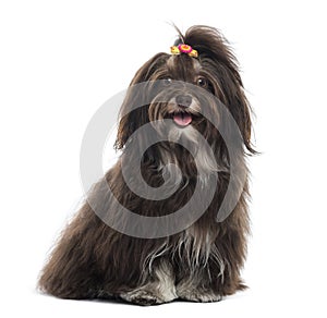 Havanese panting, facing, sitting, isolated