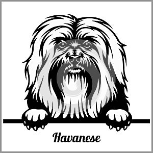 Havanese - Peeking Dogs - - breed face head isolated on white