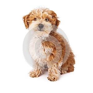 Havanese Poodle Mix Dog