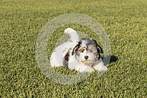 Playful Havanese Puppy Wags his Tail