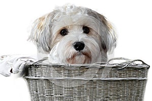 Havanese puppy climbed into an old wicker basket
