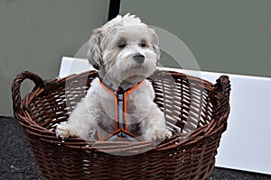 Havanese puppy climbed into an old wicker basket