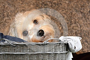 Havanese puppy climbed into an old wicker basket