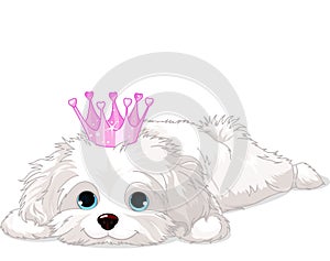 Havanese Puppy with crown