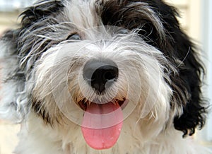 Havanese puppy face