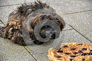 Havanese puppy with guilty conscience