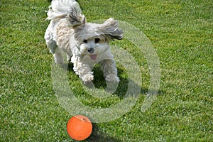 Havanese puppy plays with a ball