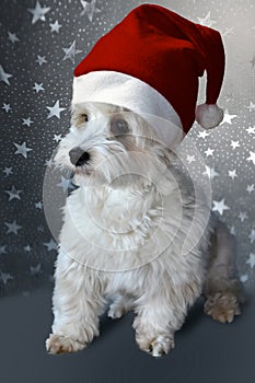 Havanese puppy with santa Claus hat