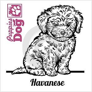 Havanese puppy sitting. Drawing by hand, sketch. Engraving style, black and white vector image.