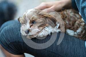 Havanese puppy sitting on the lap of a woman. Low deph of field.