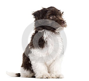 Havanese puppy sitting and looking away, isolated on white