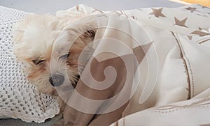 Havanese puppydog sleep time wrapped