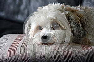 Havanese resting on the couch
