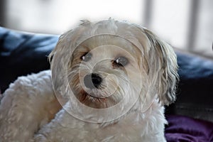 Havanese resting on the couch