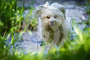 Havanese run on the banks