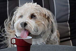 Havanese secretly drinks coffee