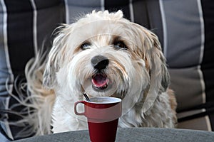 Havanese secretly drinks coffee