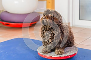 Havanese sits on a wobble board