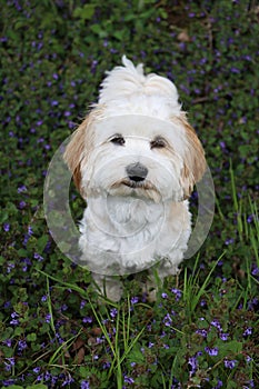 Havanese is sitting in spring flowers