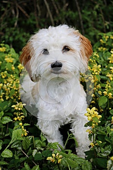 Havanese is sitting in spring flowers