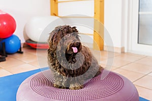 Havanese stands on a training device in an physiotherapy office