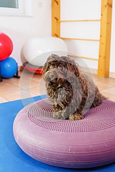 Havanese stands on a training device in an physiotherapy office