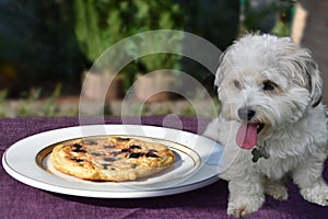 Havanese  tryies to steal a pancake