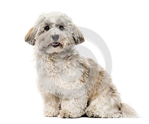 Havanese on white