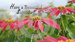 Have a Beautiful Sunday. Weekend card and greeting with Poinsettia Flower plant, the Christmas Star. Happy Sunday Weekend concept