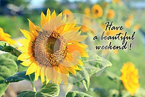 Have a beautiful weekend. Card and greeting weekend concept with beautiful sunflower blossom in the summer or spring season.