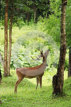 Endangered species Rucervus eldii in Huai Kha Khaeng Wildlife Sanctuary, Uthai Thani, Thailand. photo