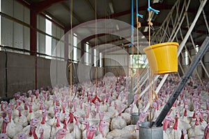 We have a full crowed tonight. a flock of turkeys grouped together in a barn where they get fed.