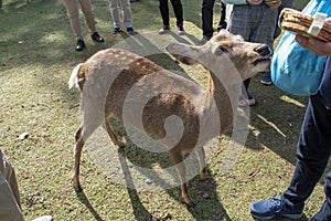 Have fun with deer in Japanese and it was initiative