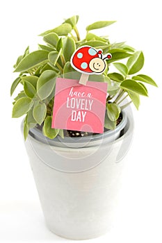 Have a lovely day saying with lady bug clothes peg