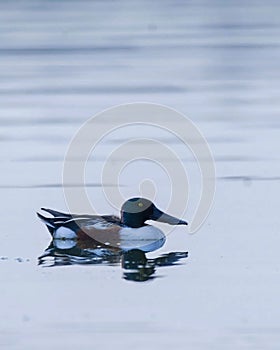 Have you all seen these colorful migratory bird? . . In Frame : Northern shoveler ???? Shot on Nikon d7500 with 200-500 mm. . Exif photo