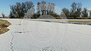 Havel river chanal with footprints of nutria river rat in snow. Havelland, Germany