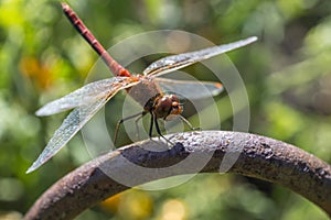 The having a rest dragonfly