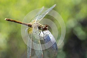 The having a rest dragonfly