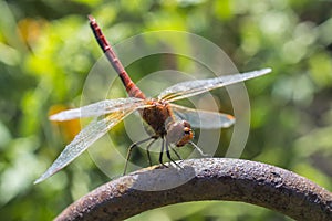 The having a rest dragonfly