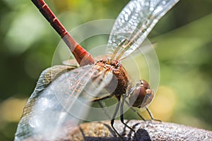 The having a rest dragonfly