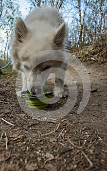 Having a well earned drink after rolling in the mudamerican Eskimo dog