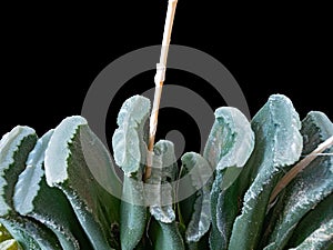 Havortia Fruncata Plant, Last Year`s Dried Arrows from Peduncles Are Visible, Macro Photography, Isolated On Black Background