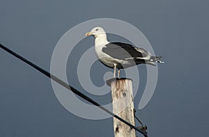 Havstrut photo
