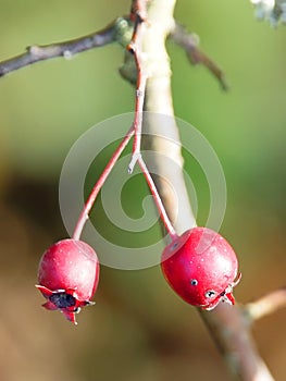 Haw berries on a Hawthorn tree in winter