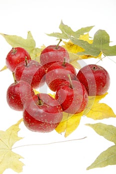 Haw berry in autumn