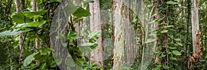 Eucalyptus Forest Found in this Tropical Environment on the Island of Kauai, Hawaii. photo