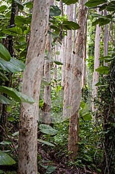Eucalyptus Forest Found in this Tropical Environment on the Island of Kauai, Hawaii. photo